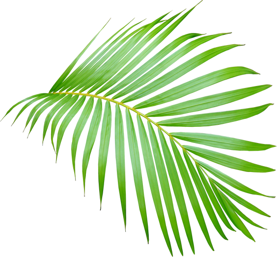 Cutout Palm Tree Leaf  